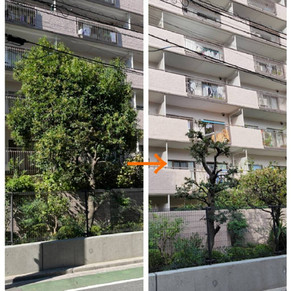 樹木の剪定事例10 赤坂緑園