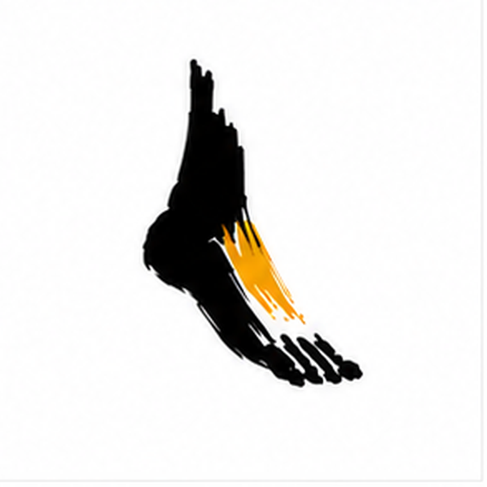 Hand-drawn close-up sketch of an arched foot, black with orange highlight