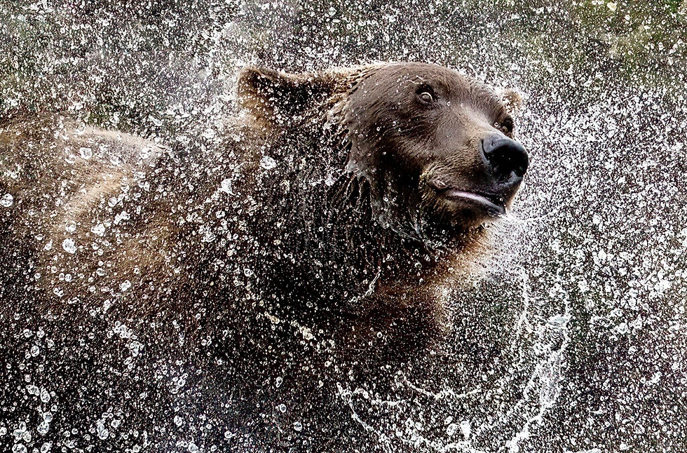 DSC0640-low-res-2048x1349-bear-spray.jpg