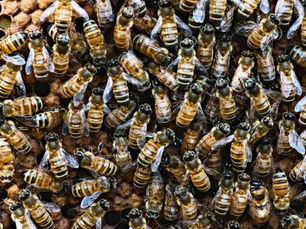 Bees and Macro Photography