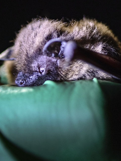 The Chasing Frames Show with Tamara Lackey Episode 04 Bat Blitz Bat biting