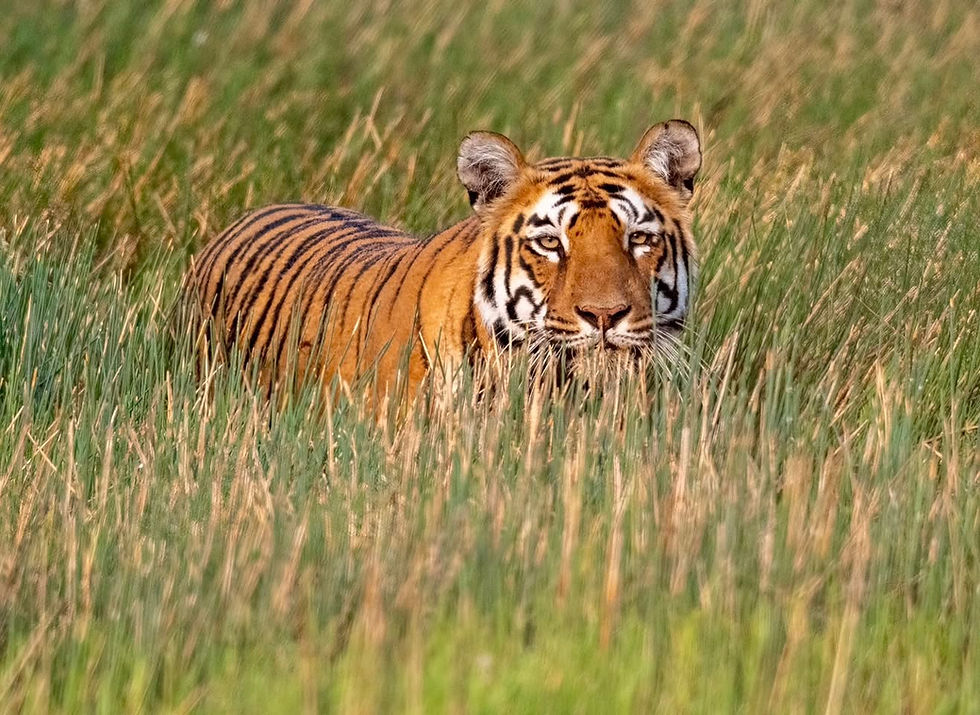 India Tiger Safari Photography Expedition 2027