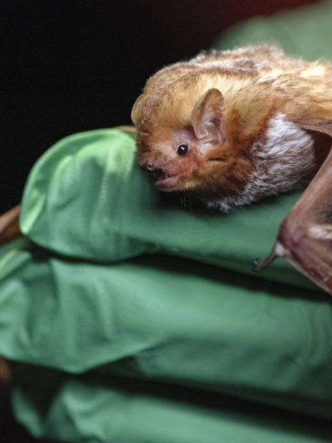 The Chasing Frames Show with Tamara Lackey Episode 04 Bat Blitz Ready to fly