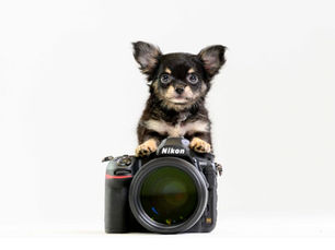 Nikon Gear - and FORTY Puppies!