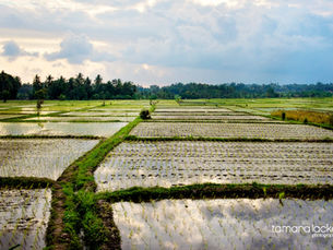 Bali & The What If Daycamps, for the Creative Entrepreneur