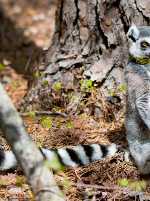 Lemur Photography by Tamara Lackey using Nikon cameras