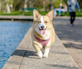 Corgi