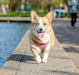 Corgi