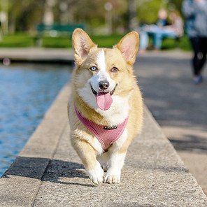 Corgi