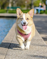 Corgi