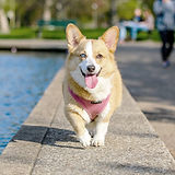 Corgi
