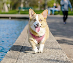 corgi