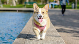 Melhores amigos: ter um cão pode representar mais sobre sua saúde do que você imagina.