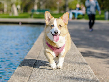 Pets for Seniors