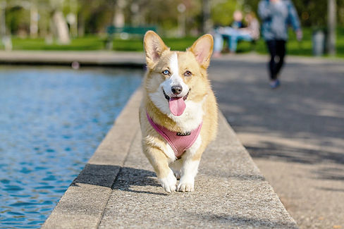 Corgi by Pond