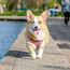 Pets for Seniors