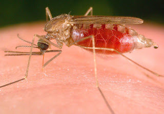 MOSQUITO-ESPERANÇA