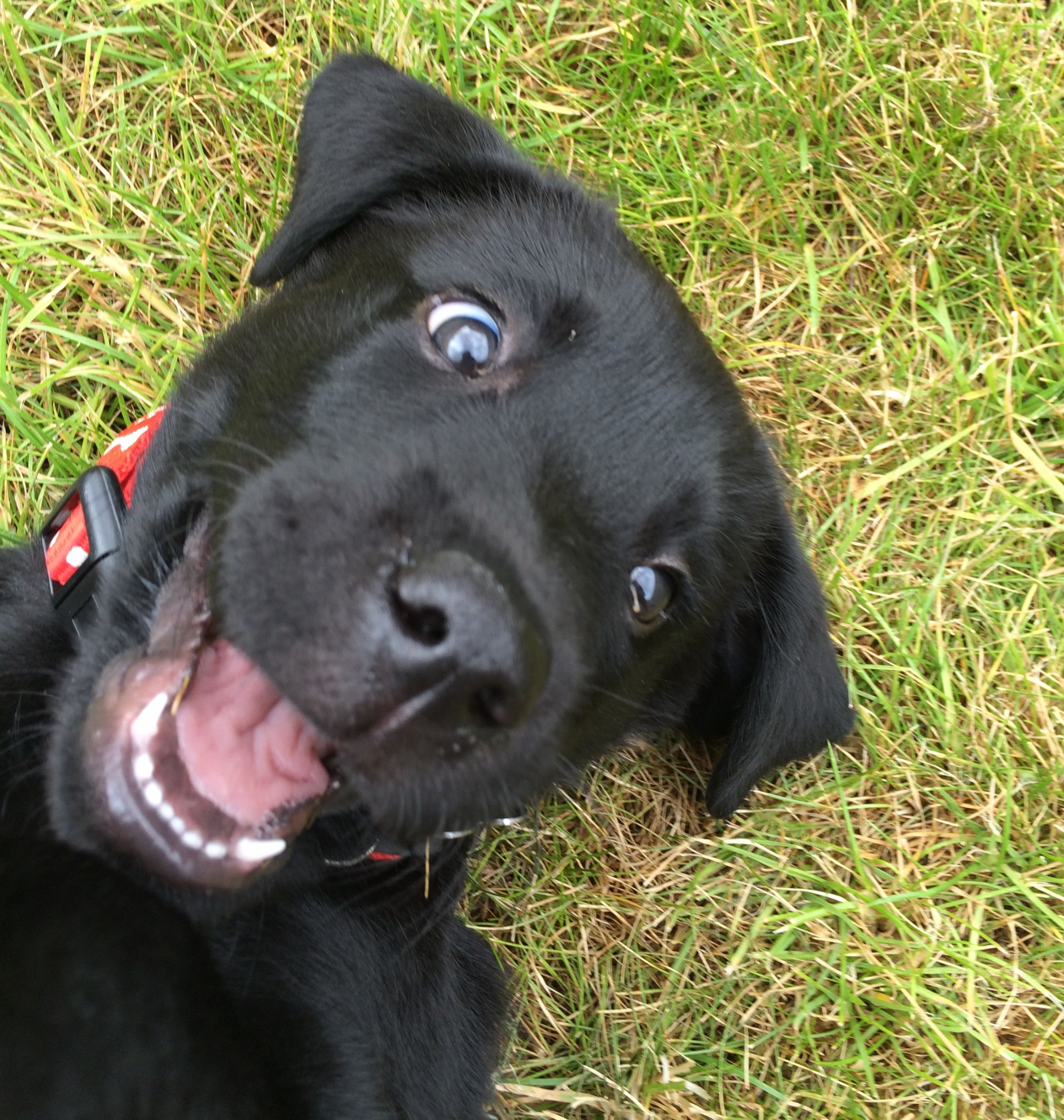 Youngsters Home Schooling