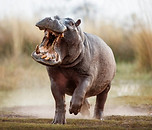 are-hippos-dangerous-1024x683.jpeg