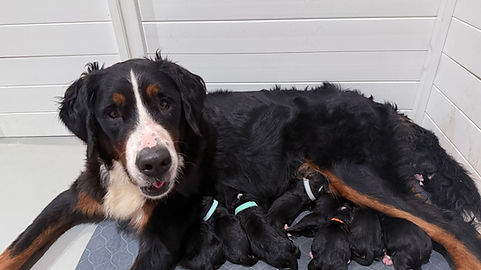 Bernese Mountain Dog
