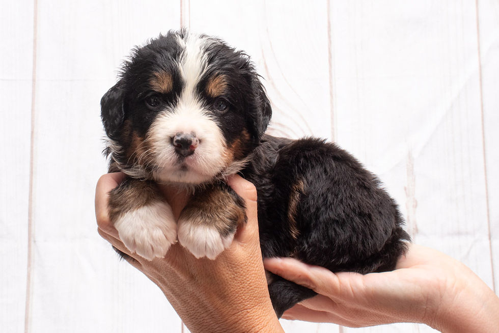 Lilac Male 4 weeks