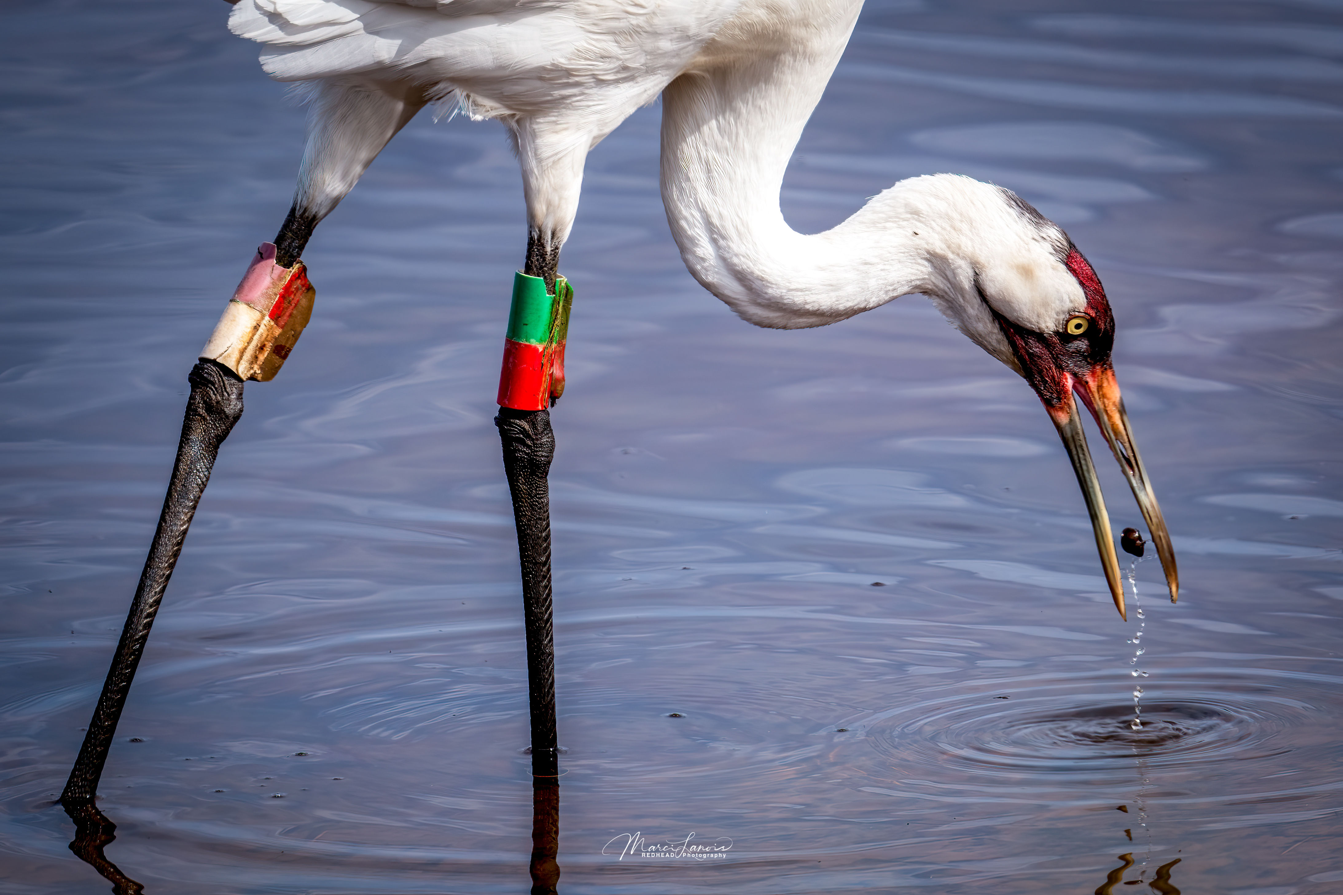 #5575 Snails for Dinner