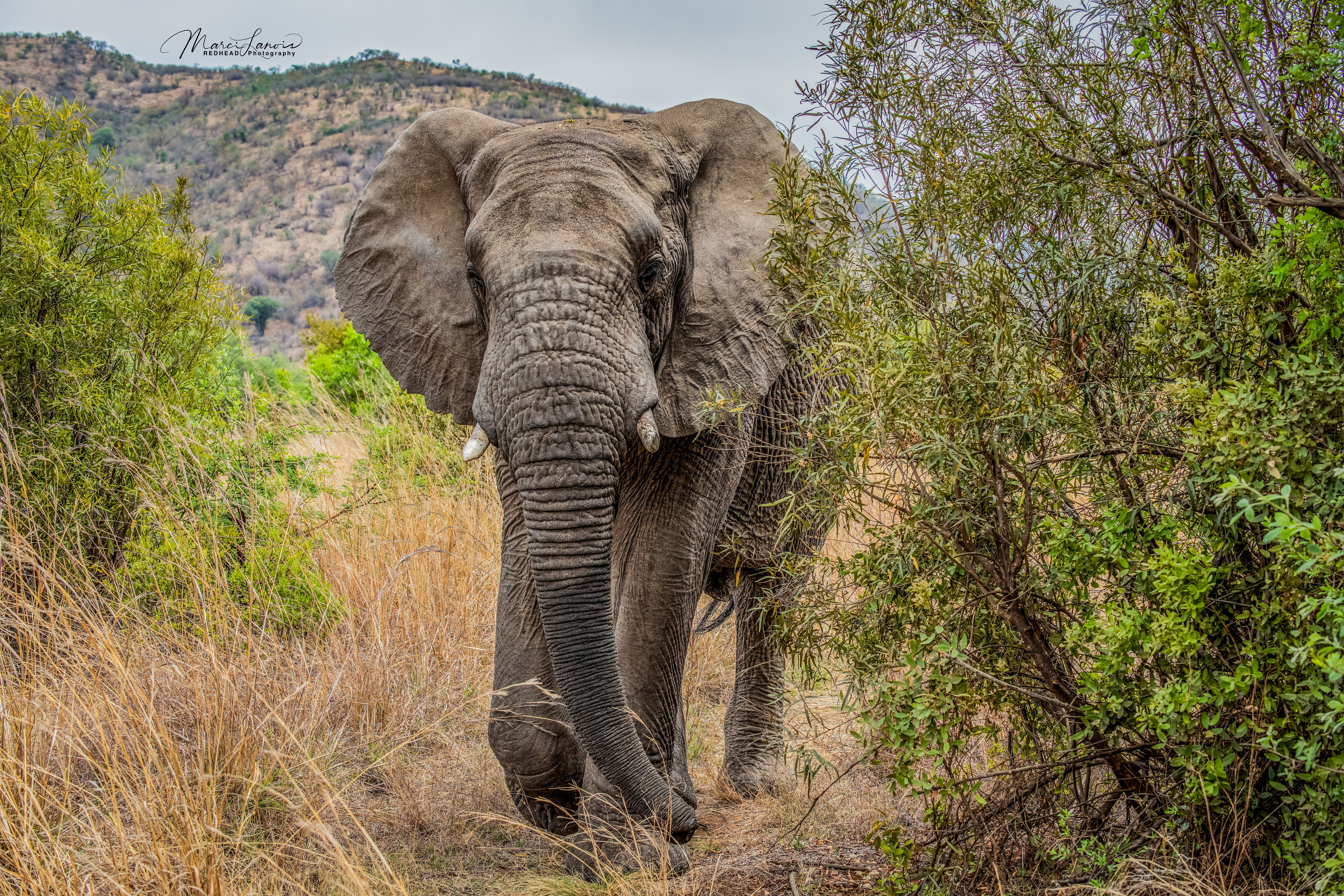 #3668 Coming at You!