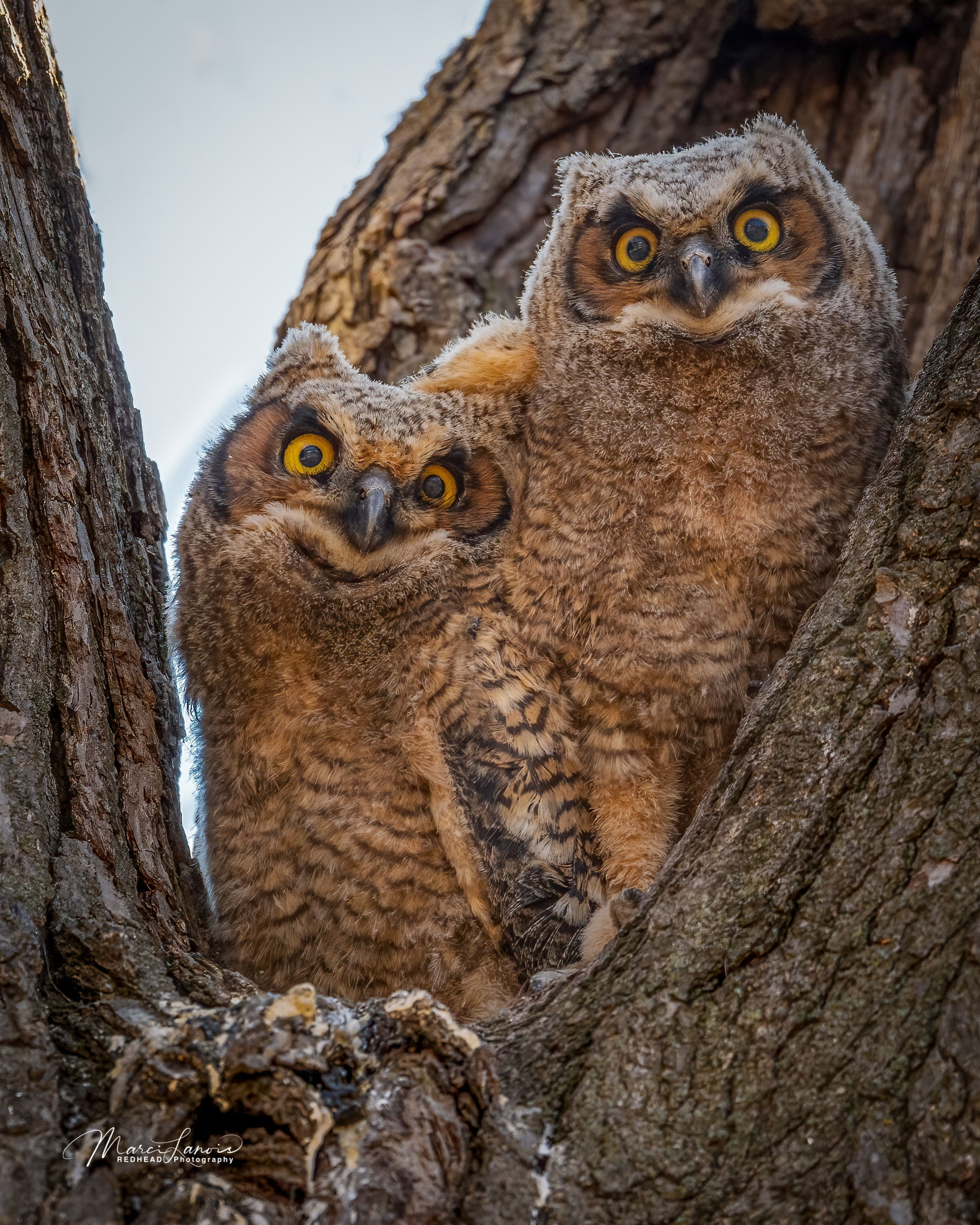 #7629 Muppet Look-alike