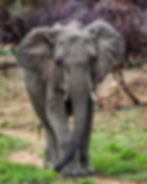 10_15_2023 #3629 Elephant _ Pilanesburg National Park 8x10