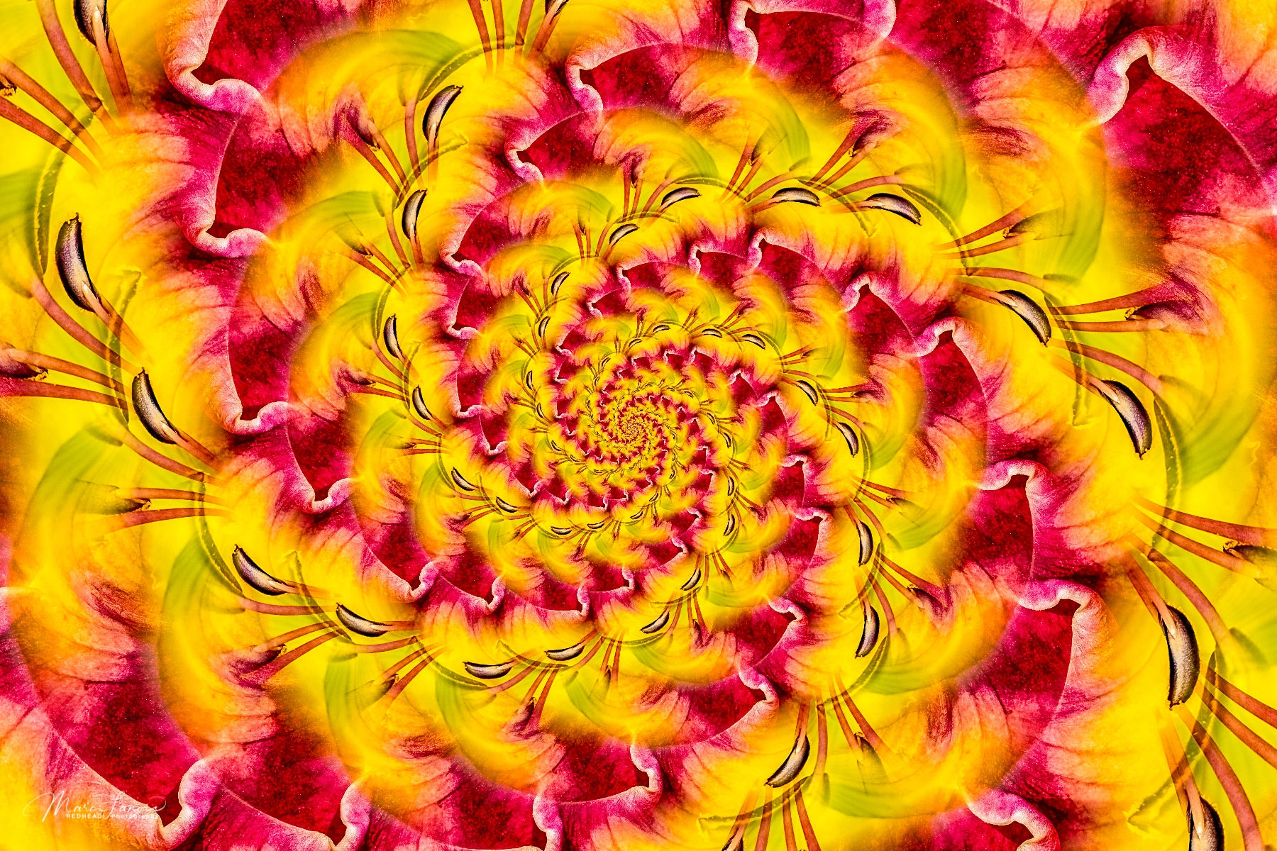 #0005 Spiralized Old King Cole Daylily