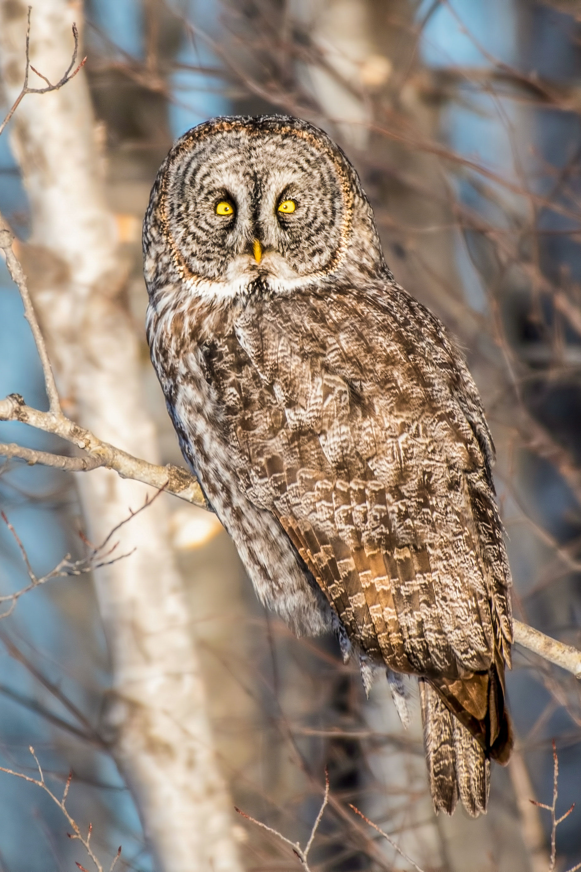 #9665 The Eyes Have It