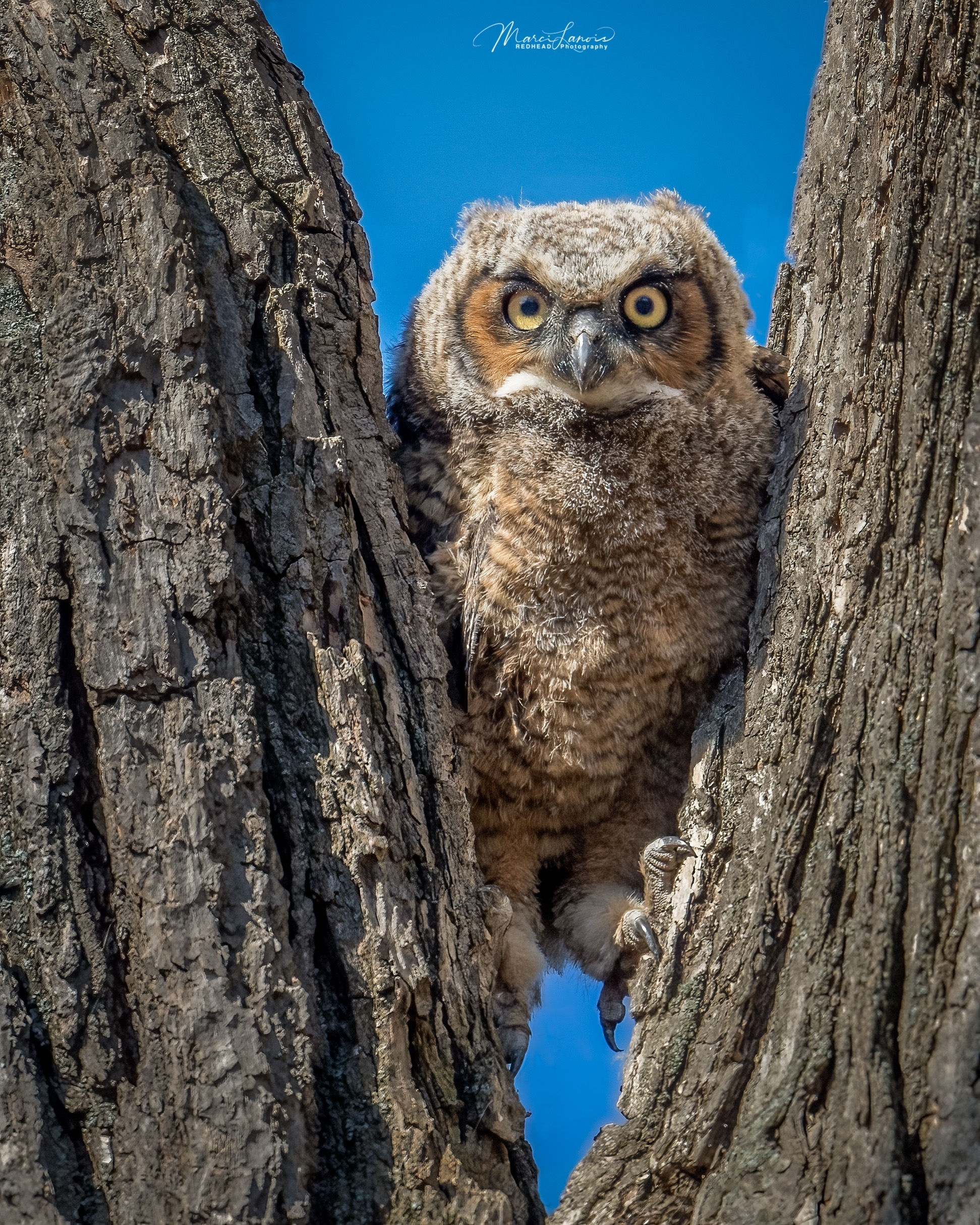 #7555 Trying to Branch