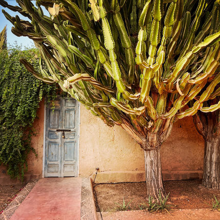 8 MA KAKTUSTRE©byREGO.jpg