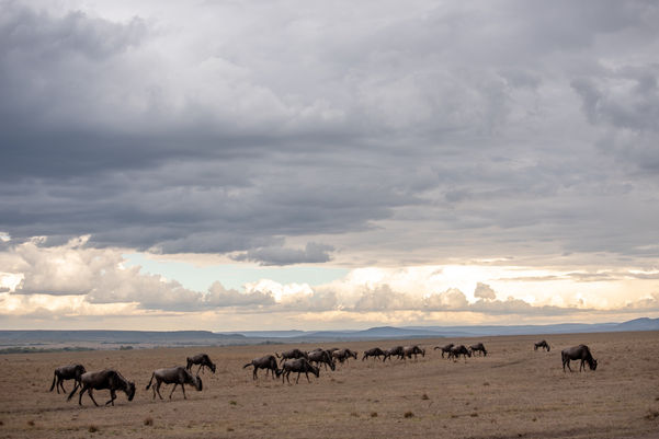 GNU TOT ©byREGO
