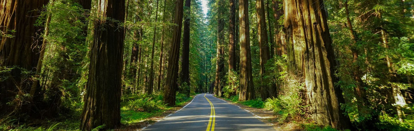 A road winding through redwood trees