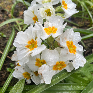 Wet flower 