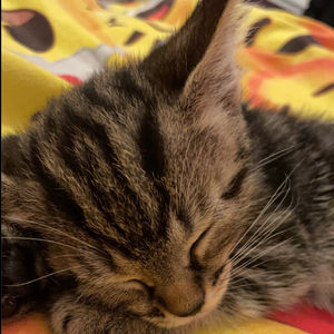 Kitten