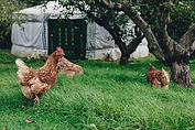 chickens.jpg