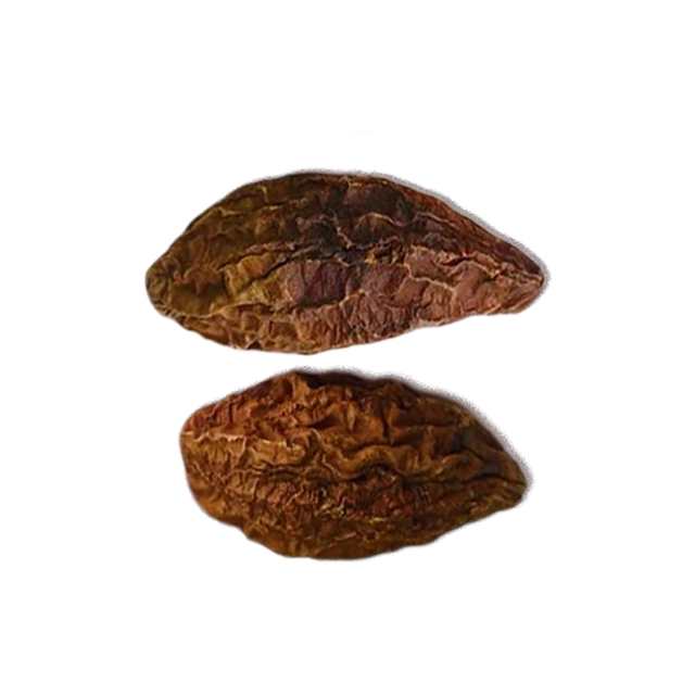 Two dried High John the Conqueror Root pieces, for use in traditional herbal remedies