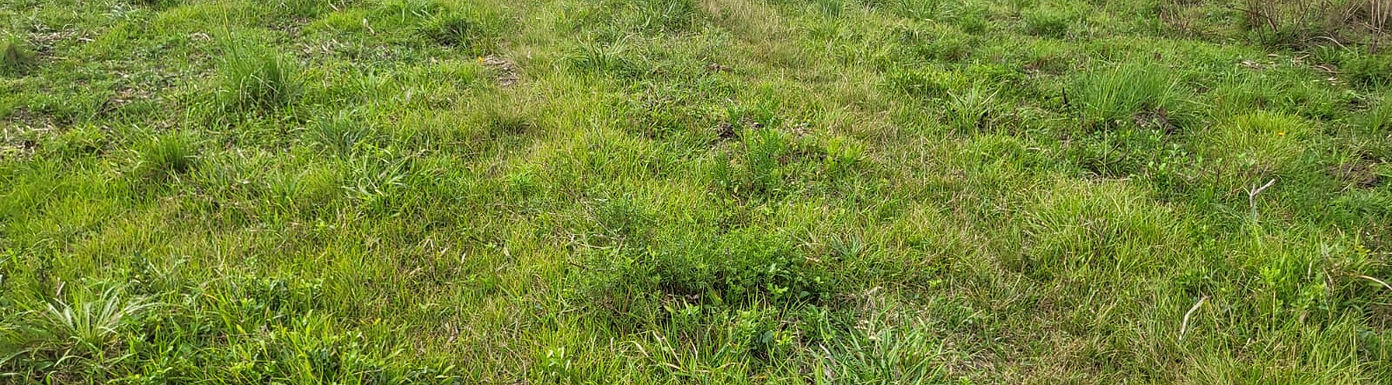 Pinheiro Machado - RS