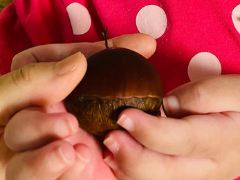 車いすで栗拾い🌰