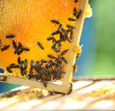 Honeycomb