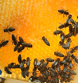 Honeycomb