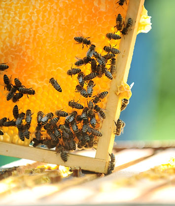 Honeycomb, bees on honeycomb, beekeeping