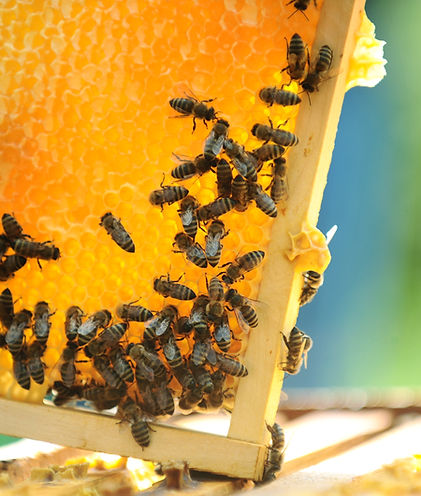 Honeycomb