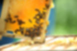 Honeycomb