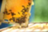 Honeycomb