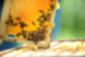 Honeycomb
