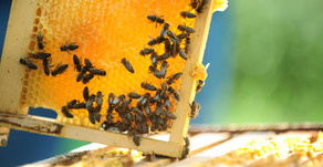The buzz about bees and almonds