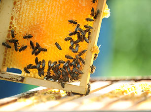 Honeycomb